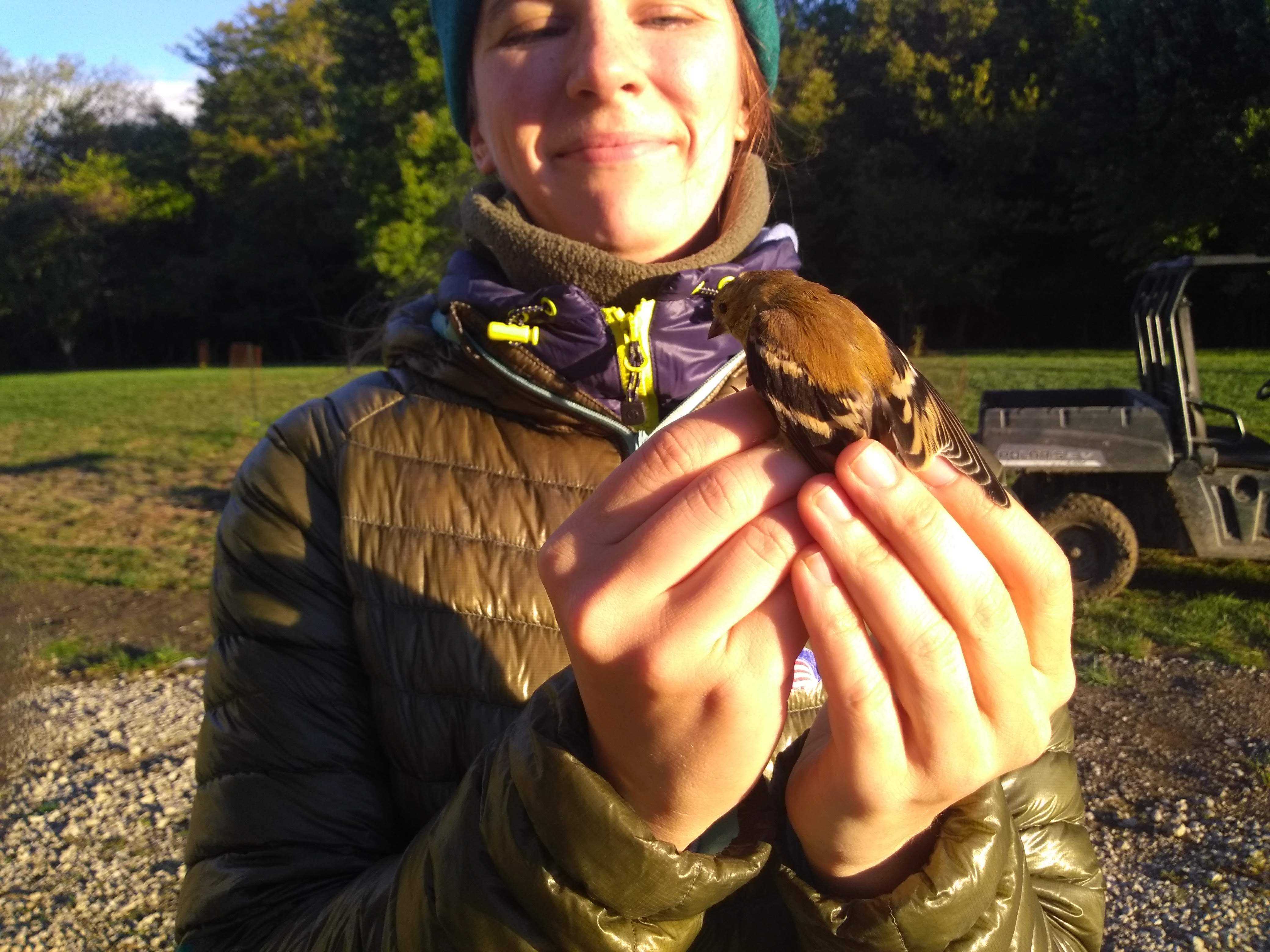 First goldfinch of the season