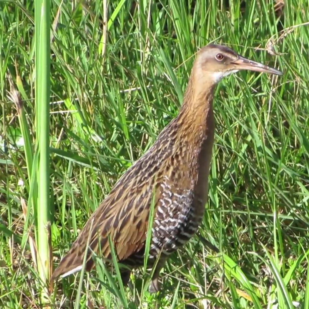 King Rail