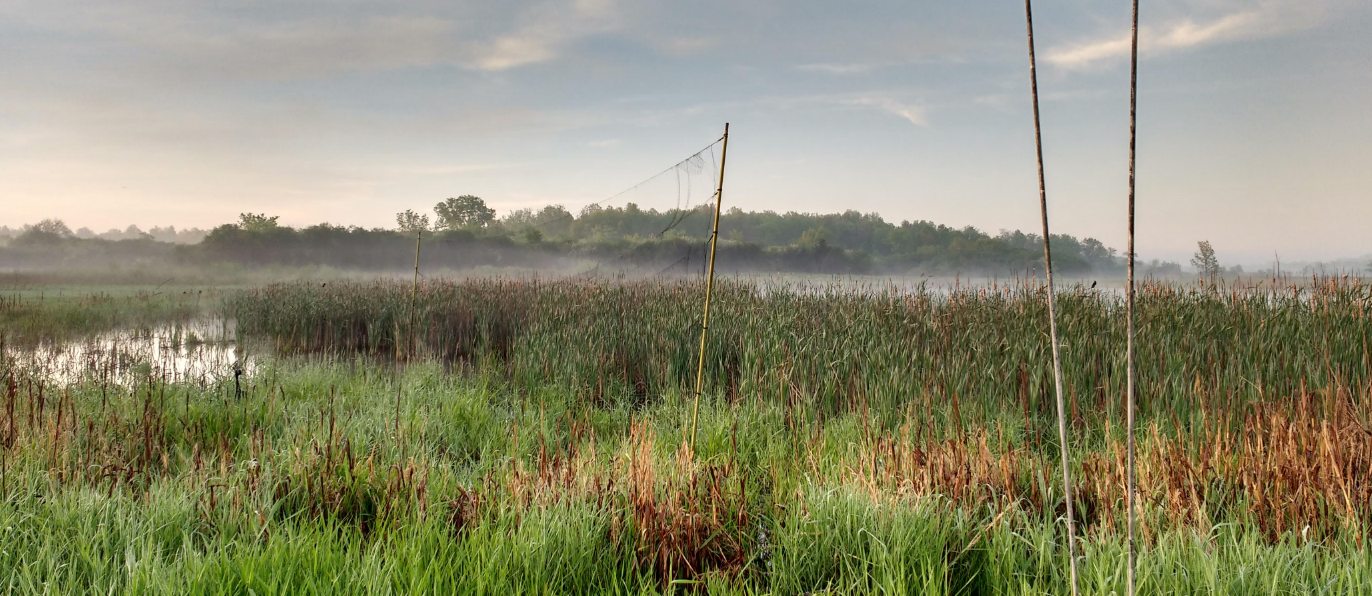 wetland mistnetting