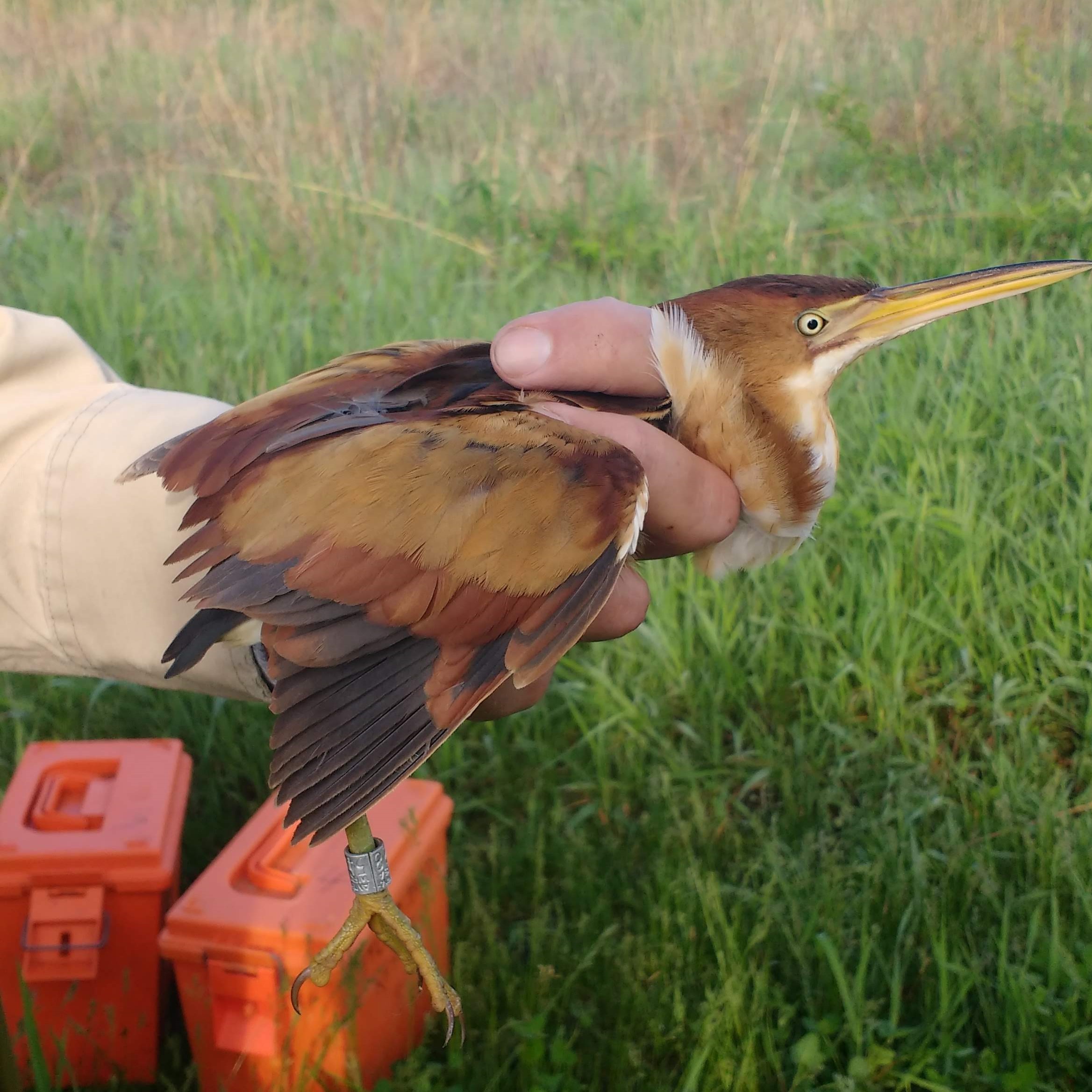 Least bittern