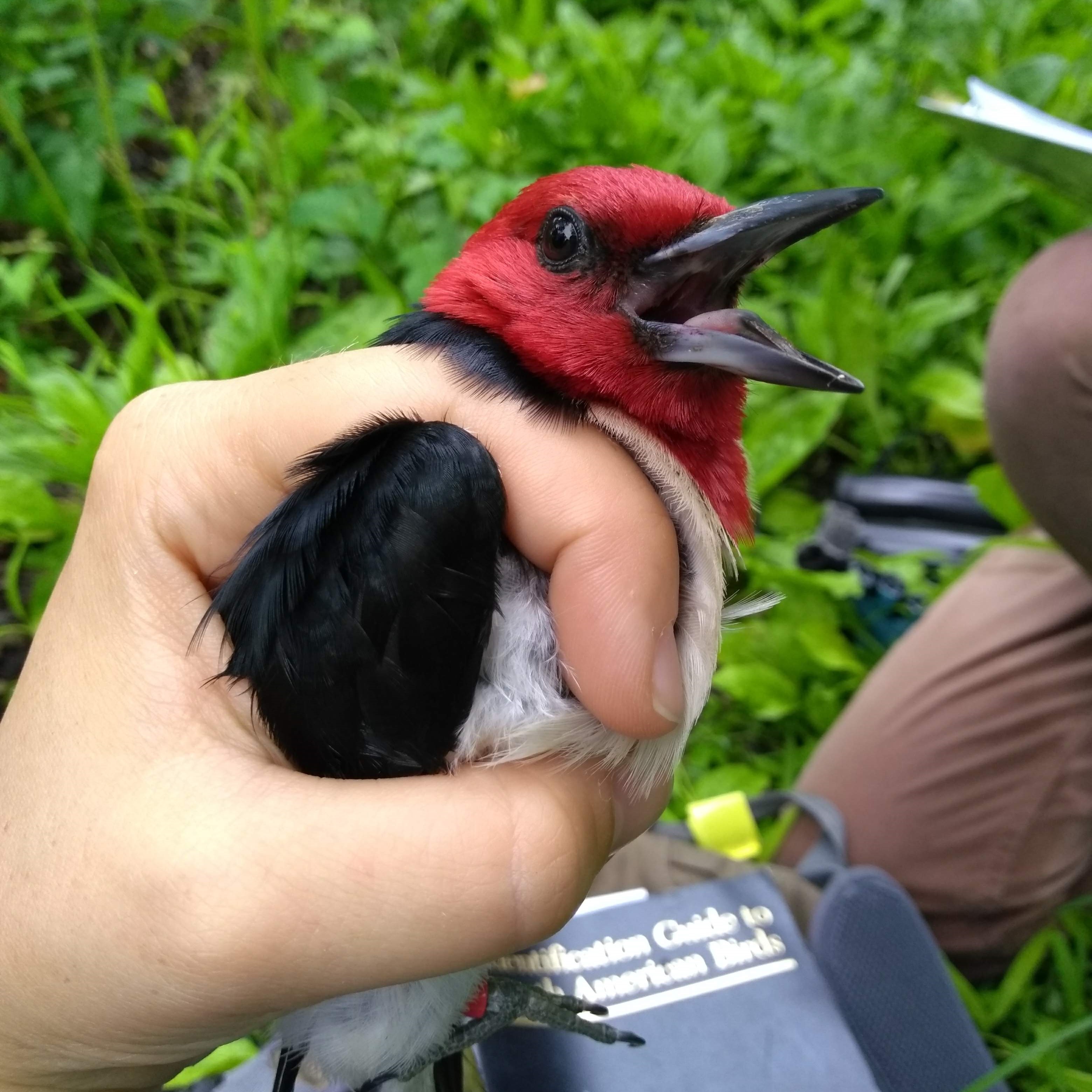 Red-headed Woodpecker